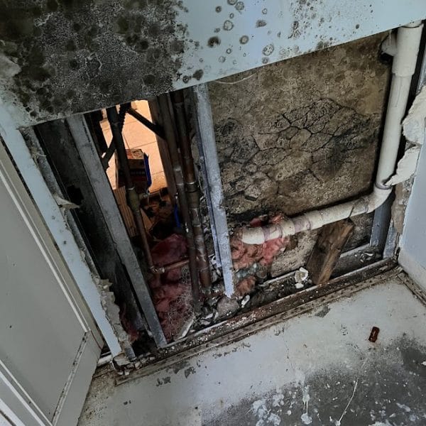 Black mold growth on drywall behind an opened wall around plumbing pipes